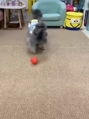 Bolinha Eletrônica Para Cachorro Brincar Movimento Automatico Recarregavel USB