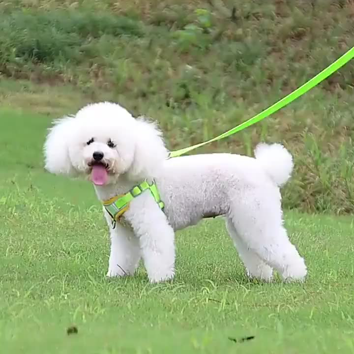 Coleira Peitoral Cachorro E Gato, Conjunto De Guia + Coleira Tipo Colete Para Pet Pequenos E Médios